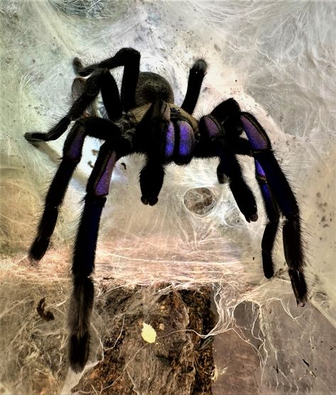 Cool Looking Spiders, Spiders, Coquette Tarantula, Pencil Art For Beginners, Types Of Jumping Spiders, Pet Tarantula, Jumping Spider Species, Jumping Spider Close Up, Spider Species