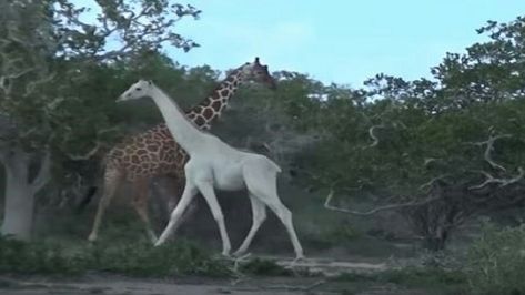 Wild Animals List, Baby Wild Animals, White Giraffe, The Continents, Albino Animals, African Wild Dog, Giraffe Baby, Big Animals, Indian Elephant