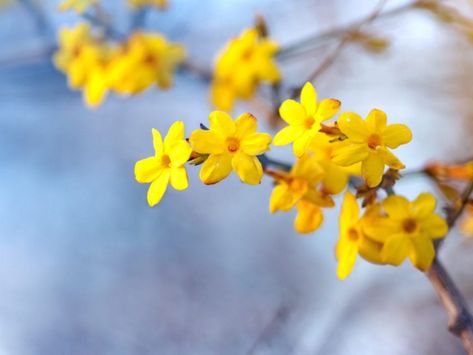 Winter Shrubs, Winter Jasmine, Red Twig Dogwood, Flowering Quince, Perennial Flower, Privacy Plants, Jasmine Plant, Plant Problems, Winter Plants