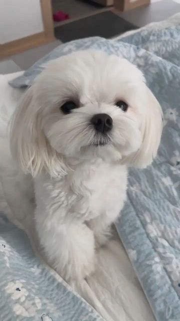 Maltese Puppy Cut, Maltese Haircuts, Maltese Grooming, Maltese Dogs Haircuts, Bichon Maltese, Cute White Dogs, Puppy Dog Pictures, Chien Shih Tzu, Teddy Bear Puppies