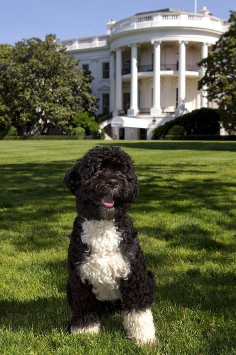 Portugese Water Dogs, Loyal Dog Breeds, Hypoallergenic Dog Breed, Portuguese Water Dog, Hypoallergenic Dogs, Water Dog, Family Dogs, Dog Houses, The White House