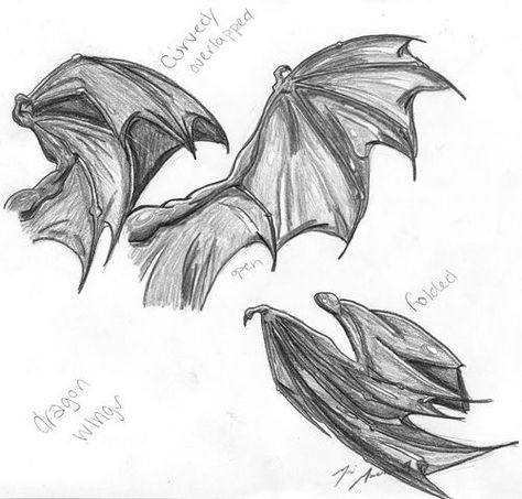 Folded Dragon Wings, Dragon Wings Art, Wing Poses, Wyvern Tattoo, Wings Dragon, Wings Folded, Dragon Anatomy, Dragon Wing, Hybrid Art