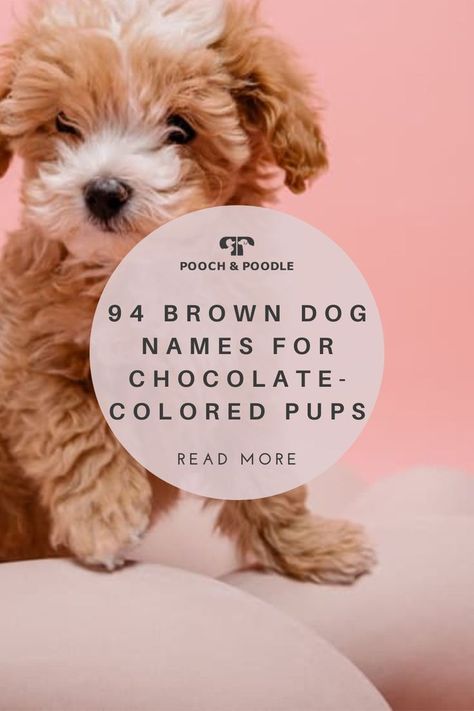 When naming a dog, their coat is always a great place to look for inspiration. While you still have much to learn about your new friend’s personality and preferences, you already know the color of their favorite (and, er, only) outfit. White dogs have plenty of names to choose from. But, If your best bud is brunette, fur-forward names are also plentiful. From candy-coated classics to nature-inspired namesakes, here are some of the most colorful brown dog names for pups of all shades and sizes. Dog Names For Brown Dogs, Puppy Names Unique, Boy Puppy Names, Country Dog Names, Brown Dog Names, Girl Dog Names Unique, Puppies Names Female, Black Dog Names, Goldendoodle Names