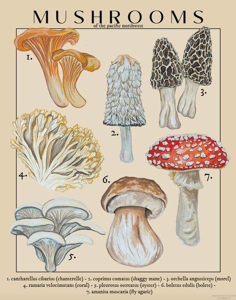 Poster Mushroom, Fungi Illustration, Butterfly Garden Plants, Scientific Poster, Mushroom Poster, Cute Fall Wallpaper, Vintage Mushroom, Mushroom Fungi, Magnetic Wall