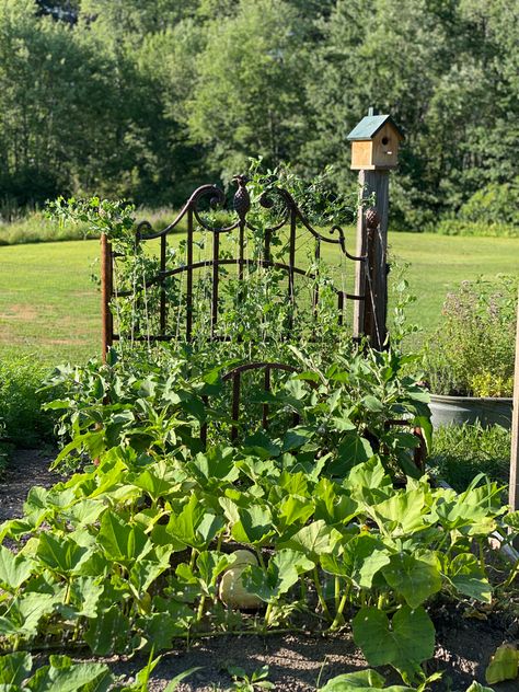 Metal Bed Frame Garden Trellis, Metal Bed Frame Garden Ideas, Bed Frame Trellis, Old Bed Frame Ideas Garden, Bed Frame Garden Ideas, Cast Iron Beds, Old Bed Frames, Cucumber Trellis, Iron Bed Frame