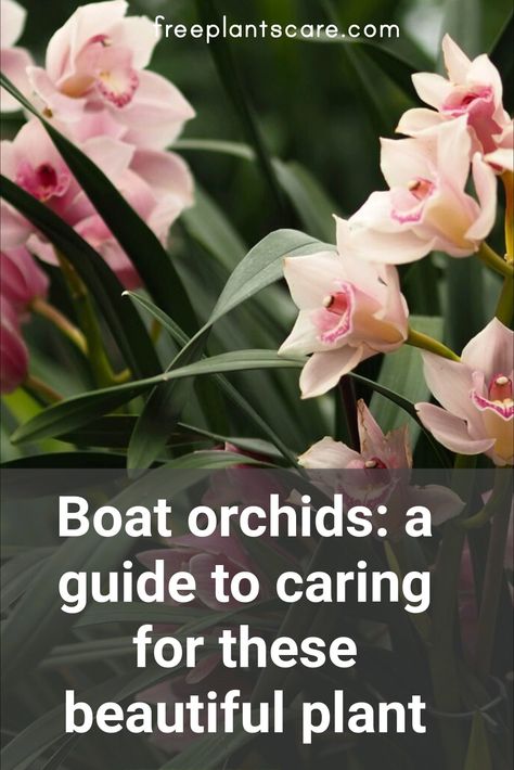 Boat orchids: a guide to caring for these beautiful plant Orchid Types, Cymbidium Orchids Care, Orchid Propagation, Flower Species, Indoor Orchids, Orchid Varieties, Orchid Species, Types Of Orchids, Rare Orchids