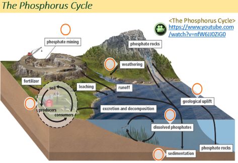 illustration of the phosphorus cycle Biogeochemical Cycles Project, Phosphorus Cycle, Infradian Cycle, Stages Of Cycle, Interphase Cell Cycle, Nitrogen Cycle, Carbon Cycle, Environmental Science, School Work