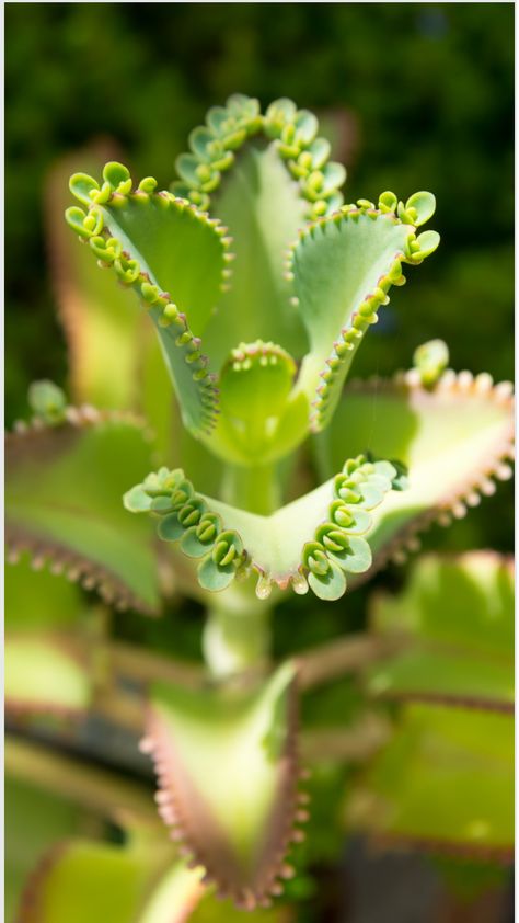 Close-up of a Kalanchoe daigremontiana plant, also known as Mother of Thousands, showing its unique leaves with small plantlets along the edges, adding greenery and style to indoor decor. Mother Of Thousands Plant, Panda Plant, Mother Of Thousands, Succulent Potting Mix, Bring Nature Indoors, Types Of Succulents, Succulent Care, Root Growth, Flower Spike