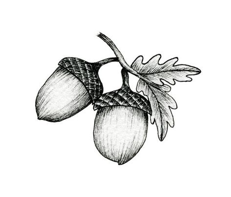 Acorn Drawing, Acorn Tattoo, White Ink Drawing, Leaves Vintage, Linocut Printmaking, Acorn And Oak, Line Art Illustration, Tattoo Project, Oak Leaves