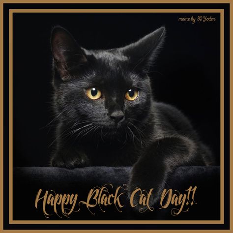 Happy Black Cat, Holiday Memes, National Black Cat Day, Black Cat Day, Cat Faces, Black Kitty, Happy Black, Happy Days, Cat Face