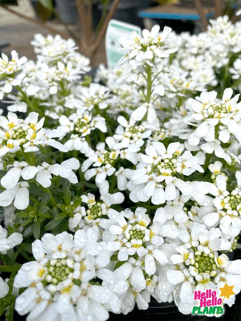 Iberis Flower, Candy Tuft, Garden Front Of House, Small White Flowers, Plants Garden, Hello Hello, Garden Supplies, House Front, Garden Ideas