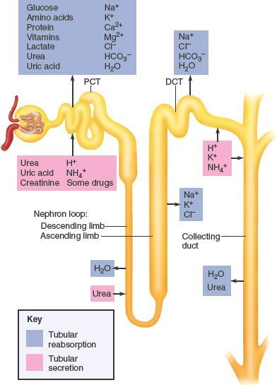 The vasa recta form a countercurrent exchange system that gives up salt and absorbs water in the cortex and the medulla. It enables the vasa recta to remove water from the medulla without subtracting from its osmotic gradient. This photo provides an overview of reabsorption and secretion in different parts of the nephron tube. Urinary System, Study Biology, Basic Anatomy And Physiology, Nurse Study Notes, Nursing Student Tips, Biology Facts, Medical Student Study, Medical Laboratory Science, Nursing School Survival