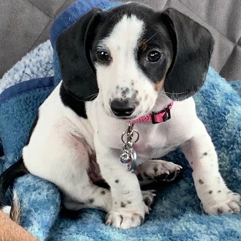 she’s a 10 week old black & white piebald Dachshund Piebald Dachshund, Brighton Townhouse, Doxie Puppies, Dream Dog, Wiener Dog, Dachshund Dog, Little Miss, Brighton, Dachshund