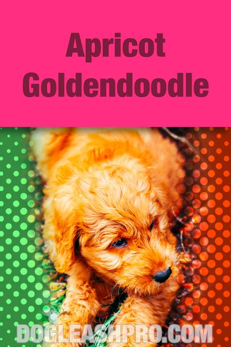 Apricot Goldendoodles: Complete Guide Goldendoodle Colors, Apricot Goldendoodle, Toy Goldendoodle, Mini Golden Doodle, Red Goldendoodle, F1b Goldendoodle, Goldendoodle Breeders, Crockett Doodles, Mini Goldendoodle Puppies