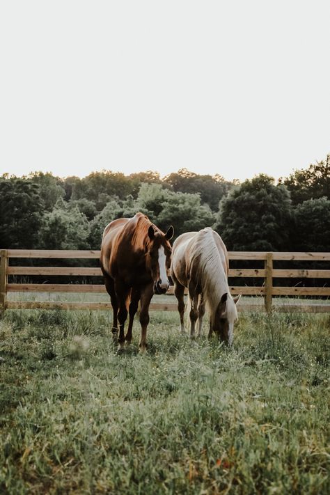 Farmstead Aesthetic, Farmland Aesthetic, Heartland Aesthetic, Scottish Aesthetic, Horses In A Field, Country Girl Aesthetic, Country Girl Life, Country Aesthetic, Choose Kindness