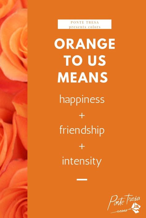 To us, orange roses mean happiness, they mean friendship and they represent intensity. Rose Color Meanings, Color Boards, Color Meanings, Orange Roses, Colour Board, White Roses, Chip Bag, Pink Rose, Orange Color