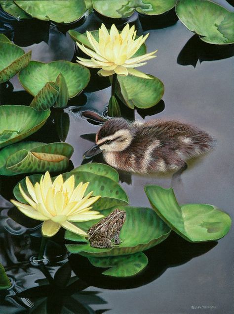 Lilypad Pond, Singing Frog, Lilies Garden, Waterlily Pond, Lotus Flower Pictures, Water Lily Pond, Lily Garden, Baby Duck, Pond Life