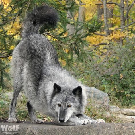 X Shapeshifter Art, Wolf Pics, Dog Poetry, Wolf Poses, Wolf Conservation Center, Wolf Images, Wolf Photography, Scary Animals, Wolf Photos