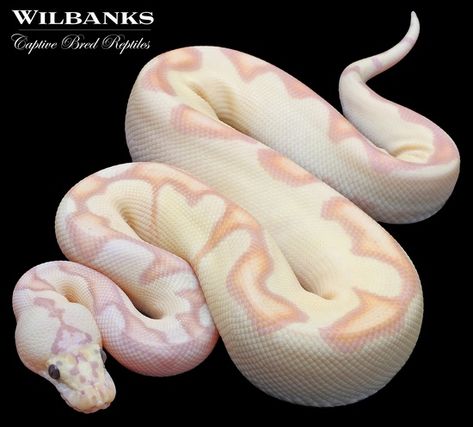 Banana Enchi FireFly Clown Ball Python Enchi Ball Python, Pink Ball Python, Boop Noodle, Snake Morphs, Adorable Snakes, Clown Ball Python, Dream Snake, Rosy Boa, Pet Snakes