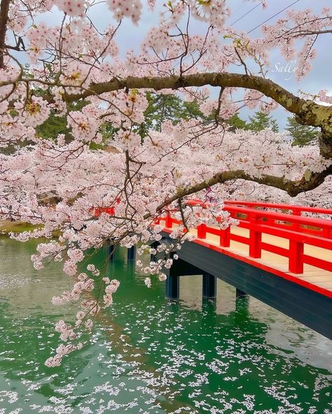 📸Photo of the day by polepolepenguin via IG 🌸The maze at the park to find this spot makes it another fun and beautiful place in Japan 📍Shunyobashi bridge #livinginjapan #japan #japantravel #japantravelguide #japantravelphoto #japantrip #japantraveller #travel #traveller #sightseeing #sightseeingjapan #beautifuljapan #beautiful #beauty #kyoto #kyotojapan #kyototrip #osaka #osakajapan #tokyo #cherryblossoms #sakura Japan Travel Tokyo Kyoto Sakura, Japan Sightseeing, Beautiful Places In Japan, Living In Japan, Japan Life, Japan Travel Guide, Japan Trip, Tokyo Travel, Osaka Japan