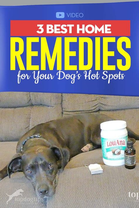 Dog Itching Remedies, Dog Hot Spots, Dog Remedies, Spotted Dog, Dog Itching, Dog Health Tips, Dog Home, Dog Tips, Baby Care Tips