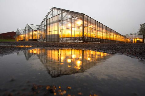 Winter greenhouse lights can be maximized using grow light movers Greenhouse Lights, Geothermal Greenhouse, Track Lighting Rails, Aquaponics Greenhouse, Commercial Greenhouse, Winter Greenhouse, Geothermal Energy, Environmental Concerns, Diy Greenhouse