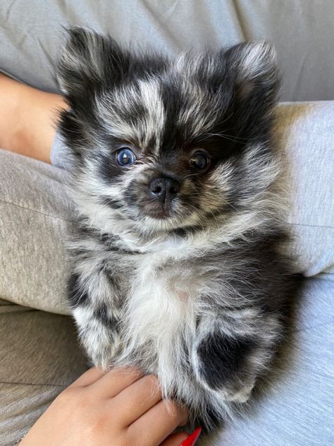 Pomeranian Mix Puppies, Dr Pets, Blue Merle Pomeranian, Merle Pomeranian, Black Pomeranian, Pom Mom, Pomeranian Mix, Cute Pomeranian, Tea Cup Dogs