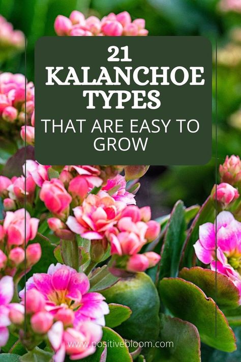 Check out this article to see what are some of the prettiest Kalanchoe types that can be grown indoors and outdoors. Learn a few plant care tips as well! Kalanchoe Plant, Plant Types, Peperomia Plant, Alocasia Plant, Plant Care Tips, Calathea Plant, Prayer Plant, Pothos Plant, Jade Plants