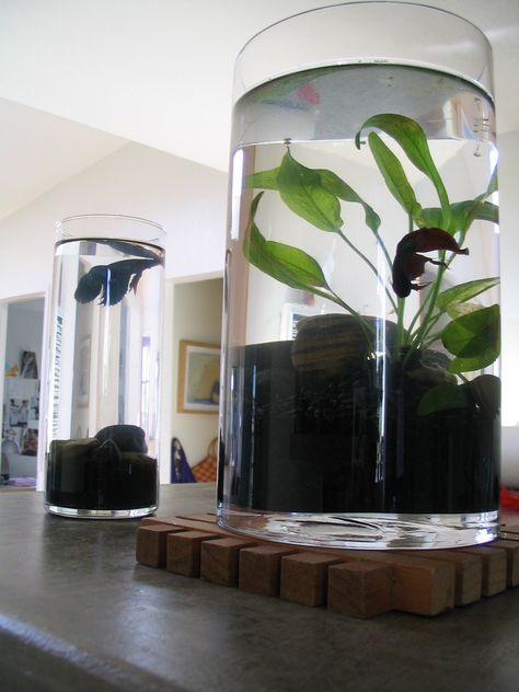 Now THIS is a fish tank... Terrarium Design, Cool Fish Tanks, Indoor Water Garden, Plants In Bottles, Indoor Water Fountains, Cool Fish, Bottle Garden, Terrarium Diy, Tanked Aquariums