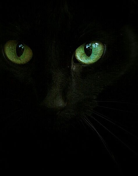 *´♥☺ ♥* GATO ✿*´♥☺ ♥* A Black Cat, Green Eyes, In The Dark, A Black, Black Cat, Green, Black