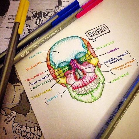 Sarah Clifford is "a medical student and a biology tutor with a passion for creating illustrated ... Bones Notes, Skull Notes, Medicine Notes, Medical Student Study, College Notes, Skull Bones, Nursing School Tips, Medical School Studying, Nursing School Notes