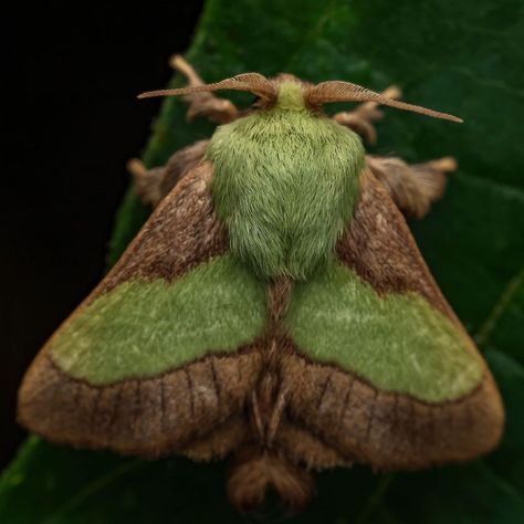 Parasa chloris (moth) Photo made by Jeremy Nature Photos Fluffy Moths, Moth Photo, Moth Aesthetic, Silkworm Moth, Giant Moth, Micro World, Rosy Maple Moth, Moth Species, Cute Moth