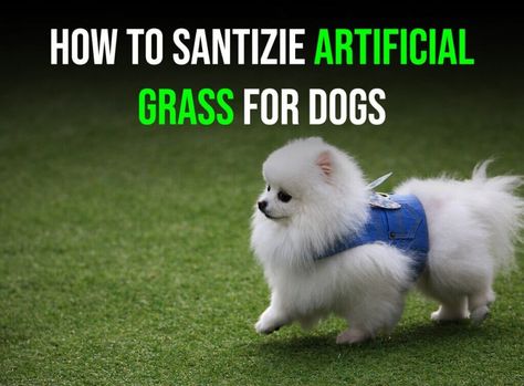 Don’t like commercial cleaners? Here are five all-natural ways to sanitize your artificial grass for dogs in Bend. Artificial Grass For Dogs, Pet Turf, Low Maintenance Pets, Pet Spray, Synthetic Turf, Astro Turf, Natural Cleaners, Artificial Turf, Pet Safe