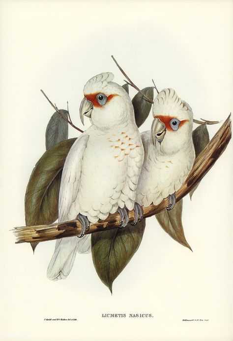 Long-billed Cockatoo (Licmetis nasicus) illustrated by Elizabeth Gould (1804–1841) for John Gould’s (1804-1881) Birds of Australia (1972 Edition, 8 volumes). Digitally enhanced from our own facsimile book (1972 Edition, 8 volumes). | free image by rawpixel.com Bird Illustration Art, Vintage Bird Illustration, John Gould, Birds Of Australia, Coastal Art Prints, Aboriginal Artwork, Small Framed Art, Australian Birds, Vintage Bird