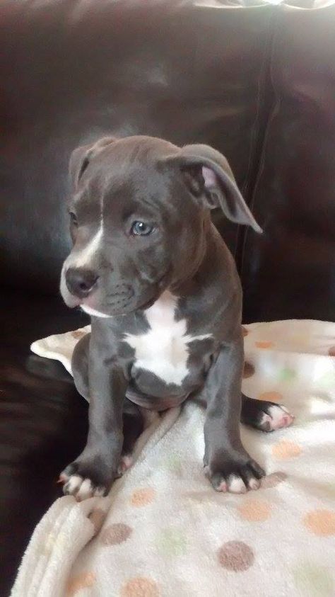 Blue , my American Bully Blue American Bully, Pitbull Bull Terrier, American Bully Puppy, American Bully Puppies, Pittie Puppies, Staffy Dog, American Bullies, Bully Dog, Very Cute Dogs