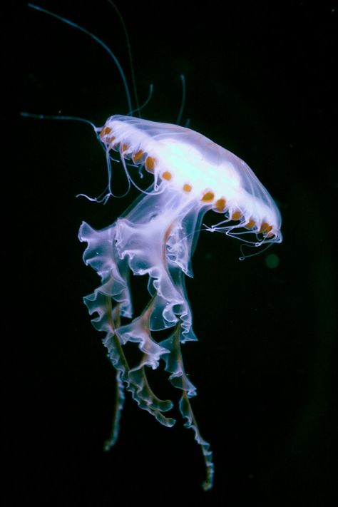 Canon EOS 1000D • Canon 18-55 mm • ƒ/4.5, 31.0 mm, 1/15, 800 ISO Album Photo, Canon Eos, Marine Life, Jellyfish, Sea Life, Plymouth, Eos, Fish Pet, Canon