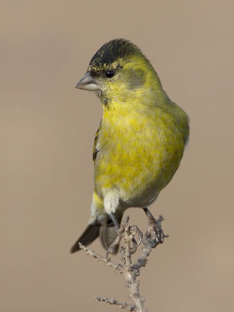 186. Black-chinned Siskin (Spinus barbatus) | found in Argentina, Chile and the Falkland Islands, its natural habitats are temperate forests and heavily degraded former forest Siskin, Falkland Islands, Peregrine, Song Bird, Forest, Animals, Black, Nature, Argentina