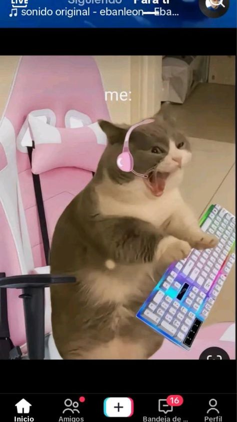 A Cat, Ideas Style, Home Ideas, Keyboard, Style Inspiration, Computer