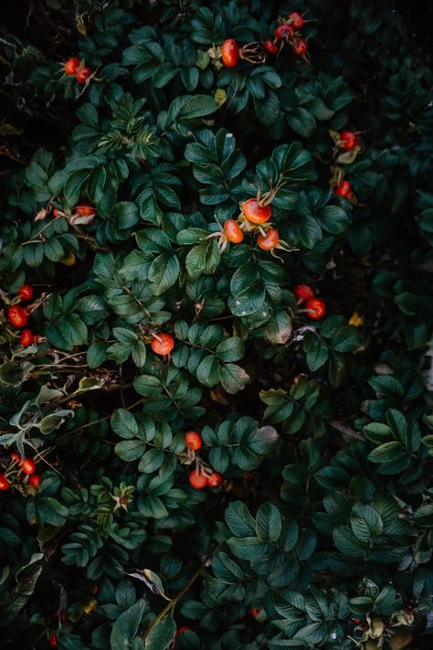 Bush Plant, Growing Grass, Berry Bushes, Book Background, Plant Images, Background Wallpaper For Photoshop, Free Plants, Dark Photography, Flower Photos