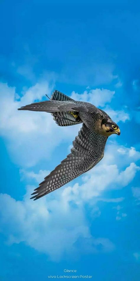 Like And Subscribe Falcon Wallpaper Birds, Falcon Wallpaper, Globe Wallpaper, Falcon Art, Fastest Bird, Animal Photography Wildlife, Eagle Wallpaper, Eagle Pictures, Peregrine Falcon