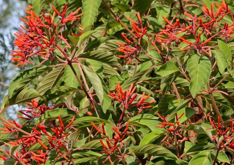 Texas Native Plants, Hummingbird Plants, Florida Plants, Goth Garden, Attract Hummingbirds, Cardinal Flower, Asclepias Tuberosa, Columbine Flower, Florida Gardening