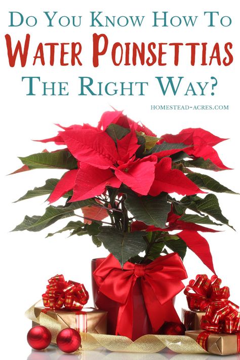 How To Care For Poinsettias, Poinsettia Care Tips, Propagation Tips, Growing Tomatoes Indoors, Growing Art, Poinsettia Care, Christmas Cactus Plant, Longfield Gardens, Poinsettia Plant