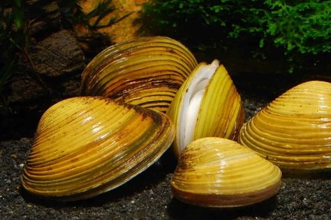 Freshwater Clams Care - Shrimp and Snail Breeder Freshwater Clams, Saltwater Tank, Fish Care, Freshwater Aquarium, Koi Pond, Freshwater Fish, Aquarium Fish, Water Features, Koi