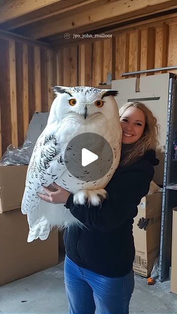 Magical Owl, Amazing Tools, Human Language, Owl Lovers, Snowy Owl, Snow Scenes, Birds Flying, Bird Feathers, Wildlife Photography