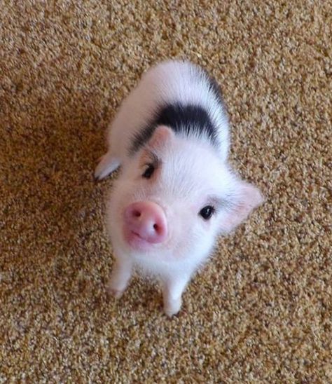 Baby Piglets, Miniature Pigs, Micro Pigs, Teacup Pigs, Pig House, Cute Piglets, Cute Small Animals, Mini Pigs