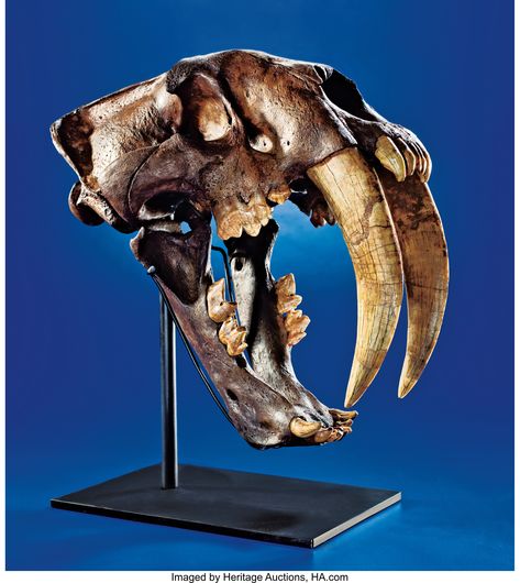 Sabertooth Tiger Skull, Smilodon Fatalis, Sabre Tooth Tiger, Fossil Museum, Sabertooth Tiger, Tiger Skull, Bone Collector, Fossil Bones, Rocks And Fossils