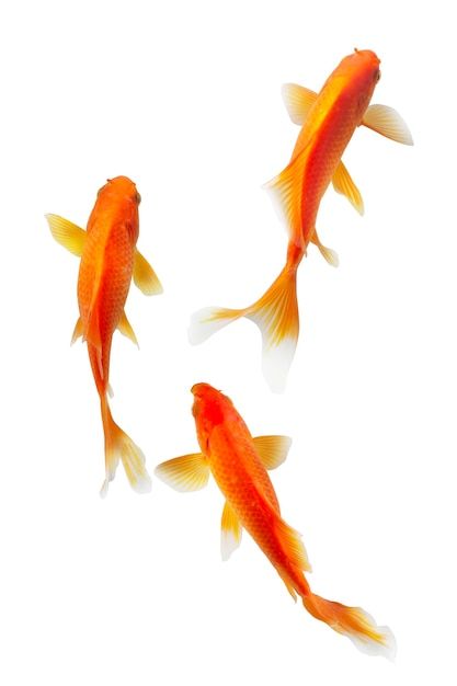 Super red koi carp fish isolated on whit... | Premium Photo #Freepik #photo #koi #chinese-fish #koi-fish #japanese-koi Koi Side View, Coy Fish Background, Koi Fish Reference Photo, Red And White Koi Fish, Orange Koi Fish, Fish Japanese, Chinese Fish, Orange Koi, Koi Carp Fish