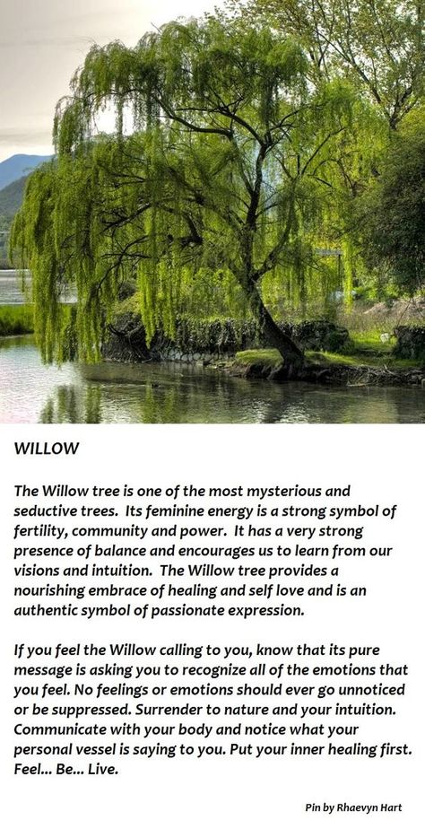 Trees Associated with Hecate: The Willow Tree Willow Tree Tattoos, Tree Quotes, Willow Trees, Weeping Willow Tree, Beautiful Trees, Weeping Willow, Celtic Tree, Tree Illustration, Tree Hugger