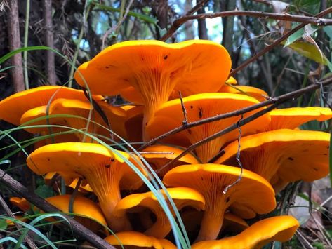 The Surprisingly Exciting World of Arkansas Mushroom Foraging - Only In Arkansas Mushroom Foraging, Healing Herbs, Arkansas, Kayaking, Outdoor Activities, Pop Up, Stuffed Mushrooms, This Is Us, Herbs