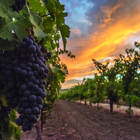 Eden Photo by Alexander Rubin for Napa Valley Vintners Grape Vineyard Photography, Koshu Grapes, Winery Landscape, Grape Orchard, Vineyard Photos, Vineyard Aesthetic, Wine Tree, Grape Picking, Vineyard Photography